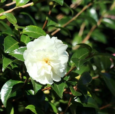 山茶花風水